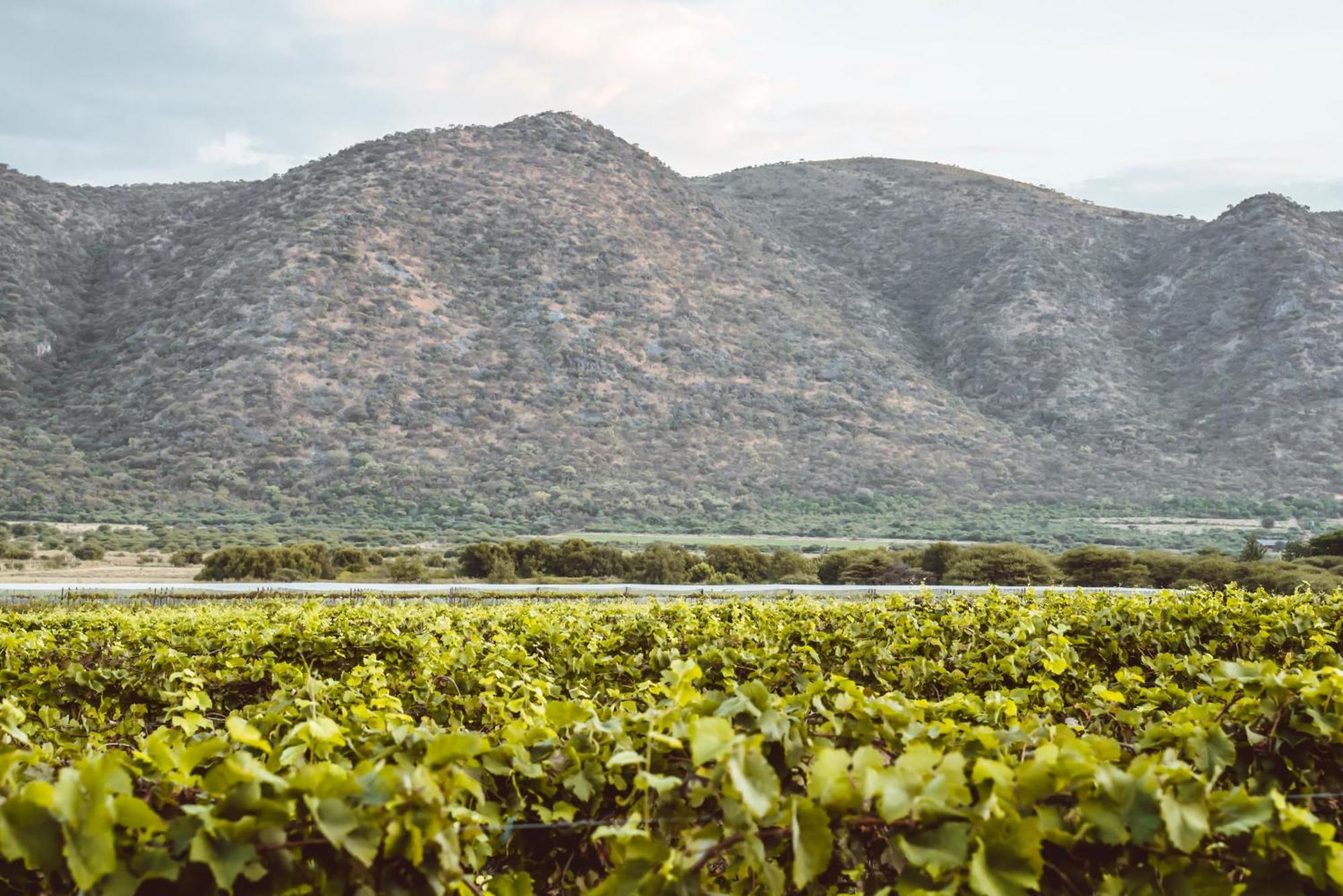 Otavi Vineyards Self-Catering & Camping Екстер'єр фото